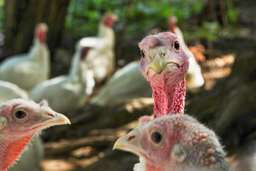 The Turkey Drop: Understanding the Thanksgiving Breakup Phenomenon